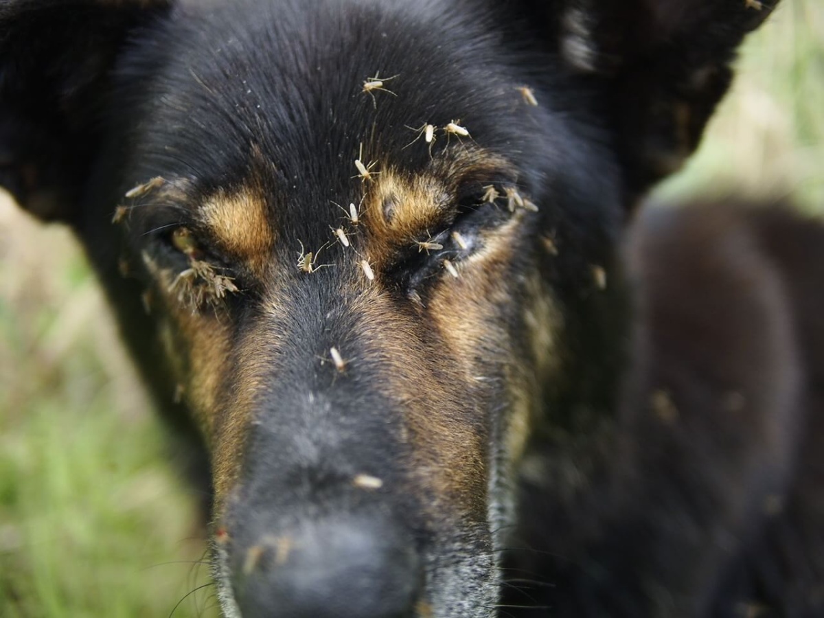 Hund mit Stechmücken