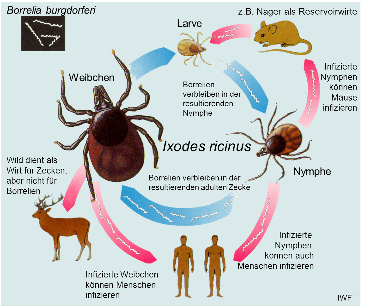 Übertragungszyklus des Erregers der Lyme-Borreliose Übertragungszyklus des Erregers der Lyme-Borreliose